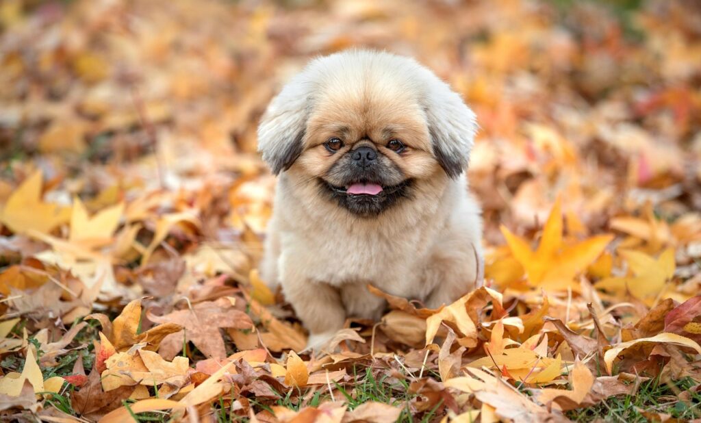 フリーランスコミュニティで得られるサポートやメリットは？