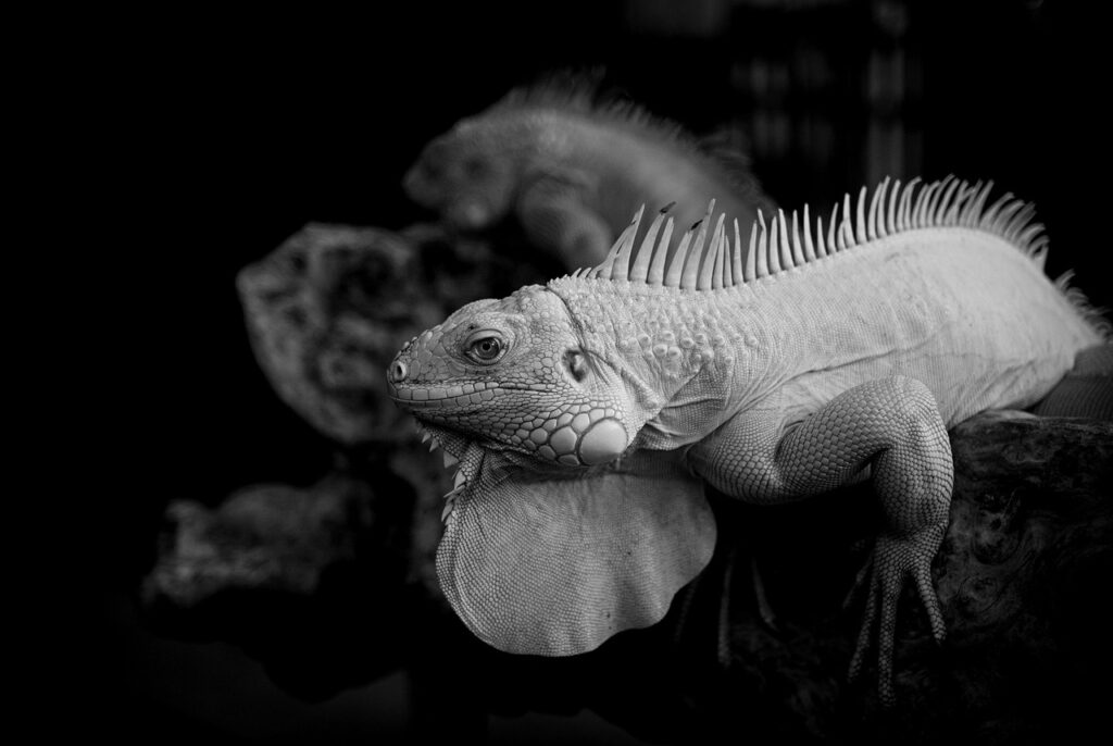 フリーランスコミュニティに参加するメリットとは？