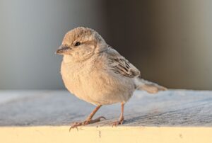 フリーランスが使える請求書メールの例文とは？