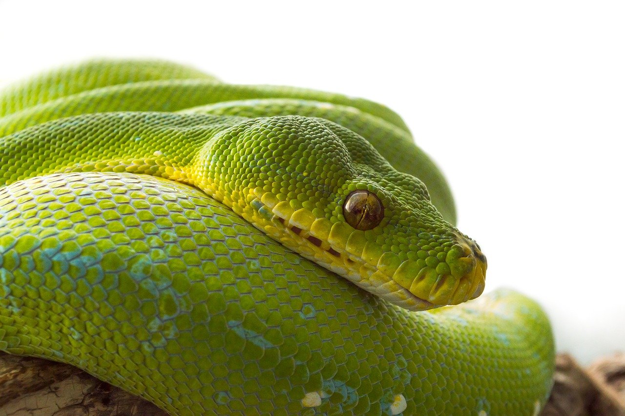 Pythonフリーランス未経験者が成功するためのステップは？