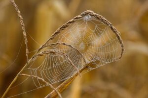 フリーランスWebデザイナーの収入を増やすための方法は？